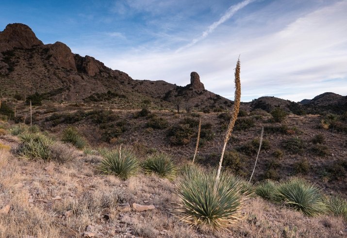 A yucca in the desert